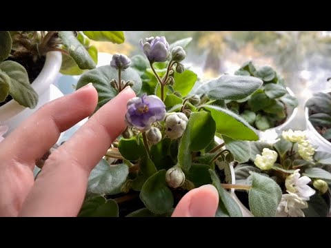 Видео: Фиалки трейлеры на окне 01.10.2023.