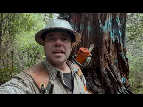 Видео: В сердце леса: второй день приключений по сбору урожая секвойи