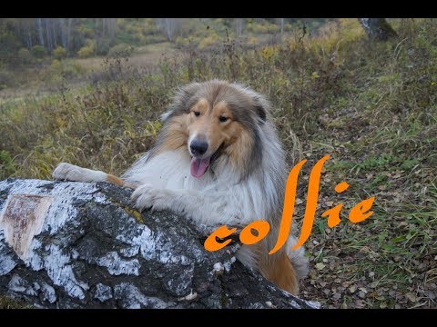 Видео: Все о породе колли. Какие они? уход, характер и многое другое
