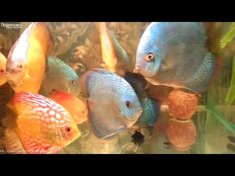 Видео: дискусы, советы, секреты, HOW TO: Keep Discus, la deposizione delle uova Discus, Breeding of discus