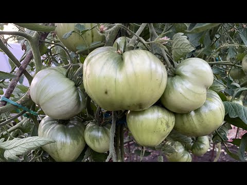 Видео: Основной, важный уход за томатами во время налива плодов!