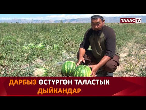 Видео: Дарбыз өстүргөн Таластык дыйкандар