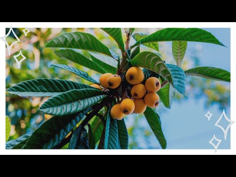 Видео: Мушмула — как вырастить в домашних условиях