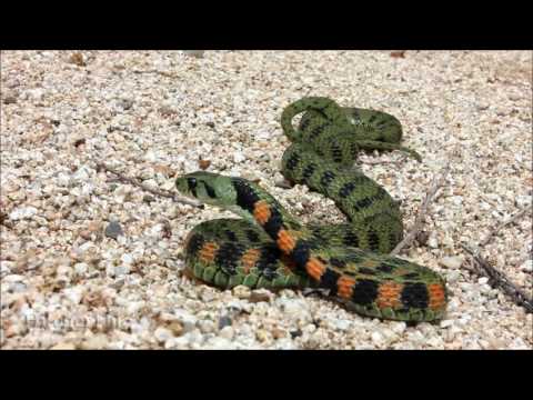 Видео: Змеи Приморского Края: тигровый уж (Rhabdophis tigrinus) tiger keelback