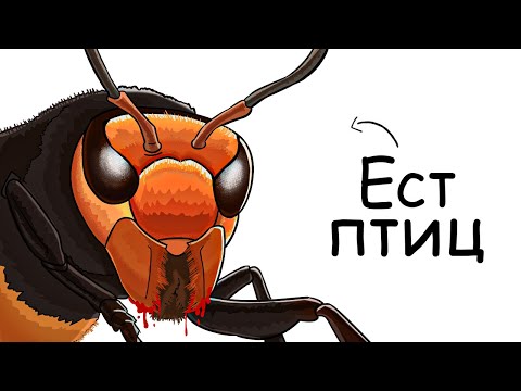 Видео: Ты – Гигантский Шершень (И ЭТО ВСЯ ТВОЯ ЖИЗНЬ)
