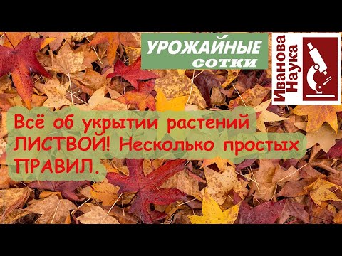Видео: Укрытие растений ЛИСТВОЙ. Все важное, что нужно знать об осеннем утеплении опавшими листьями.