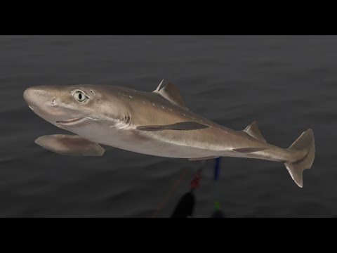 Видео: Русская Рыбалка 4. Море троллинг !!!