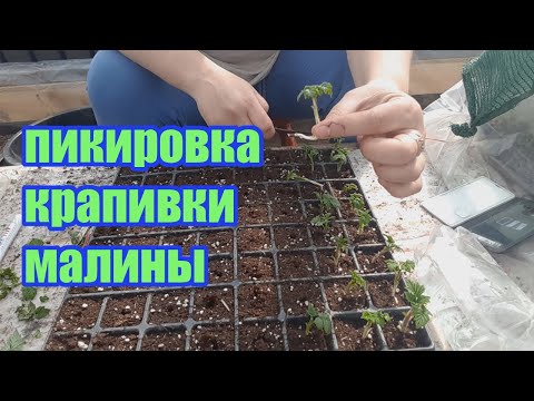 Видео: Размножение малины из маточного корня