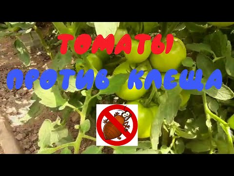 Видео: Уничтожаем клеща Варроа подручными средствами