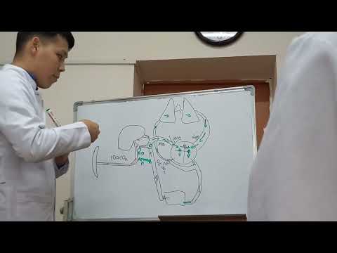 Видео: кровообращение плода