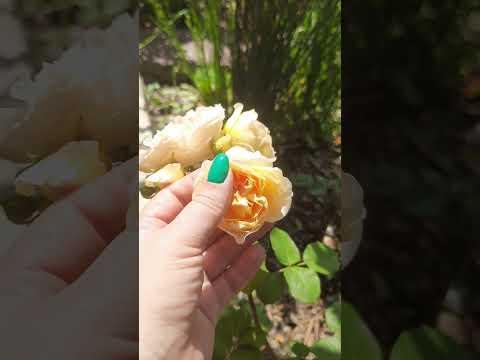 Видео: Розы японской селекции в моем саду (11 сортов)