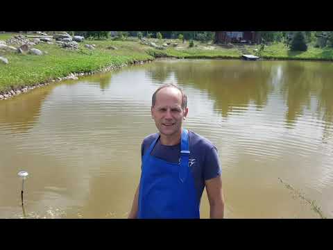 Видео: Кормим карпов в пруду: пшеница, кукуруза или овес? Часть 1