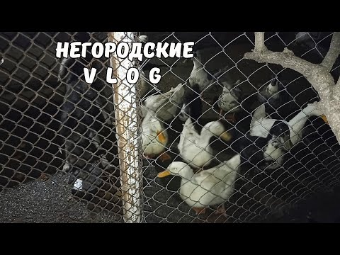 Видео: НУТРИИ: взрослые и молодняк не уживаются. Забавные щенки. 27.10.25