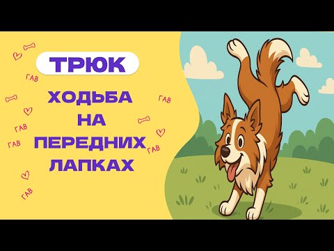 Видео: КАК НАУЧИТЬ СОБАКУ ХОДИТЬ НА ПЕРЕДНИХ ЛАПАХ