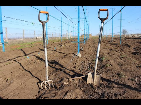 Видео: Весна 2020 . Открыть виноградник и не прогадать.