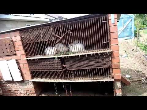 Видео: щенки нутрий