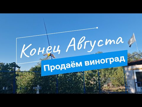 Видео: Середина Августа // Скоро осень // Продаём виноград