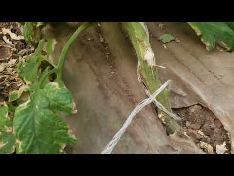 Видео: Томат Азор F1,  Хакимару F1 и Мей Шуай F1 в сравнении ранний оборот 2024 года.