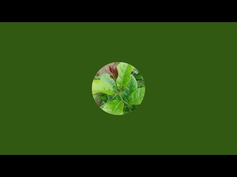 Видео: пятничный стрим