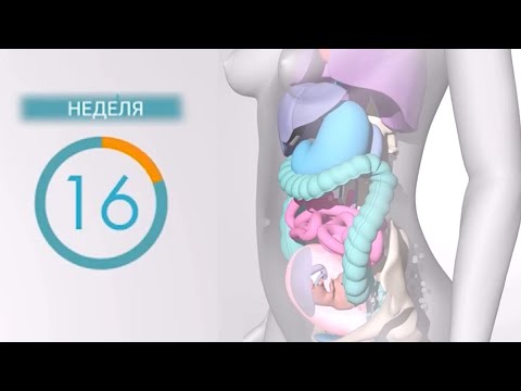 Видео: 16 Неделя Беременности | Что Происходит