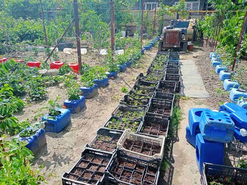 Видео: Легко и просто сажаю Маракуйю Северную в контейнера.