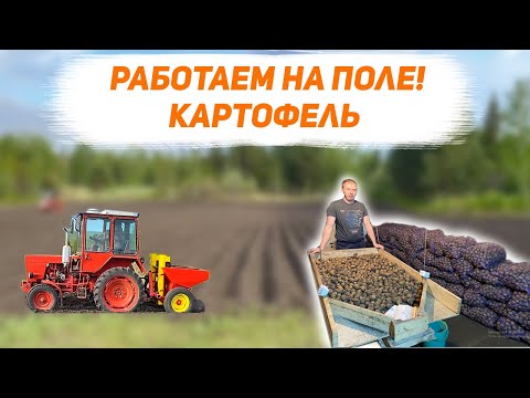 Видео: Посадка и обработка картофеля. Айтишник в сельском хозяйстве.