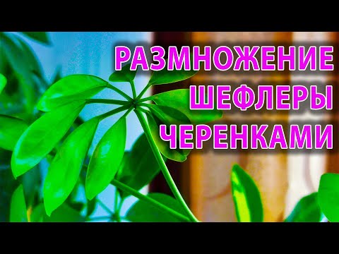 Видео: Как размножить ШЕФЛЕРУ черенками ДВА простых способа Как выращивать шефлеру пестролистную ШЕФФЛЕРА