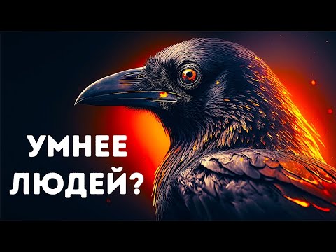 Видео: Вороны не просто умны, они пугающе умны