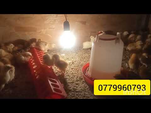 Видео: Адлер тооктору тууралуу пайдалуу маалымат. 0779960793