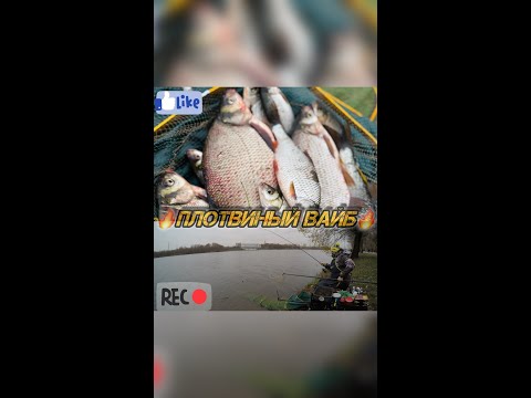 Видео: Осенняя плотва на Нижней Москва реке