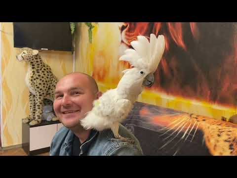 Видео: ЭТОГО НЕ ОЖИДАЛ НИКТО! Попугай Жора полюбил Богдана! Растерялся даже Влад!