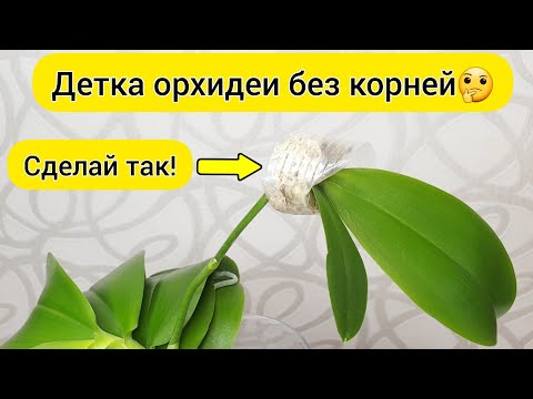 Видео: Детка орхидеи без корней || Тепличка и раствор для роста корней детки орхидеи