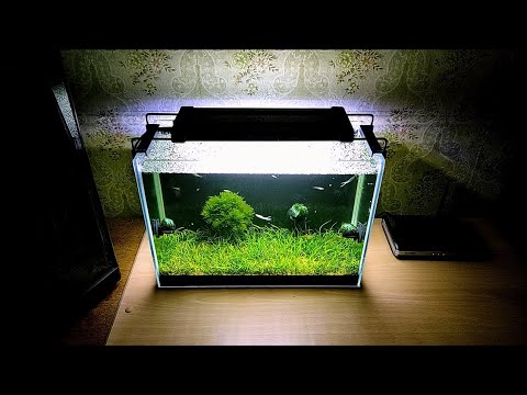 Видео: #Аквариум_15L 18 месяцев. Перезапуска не будет.