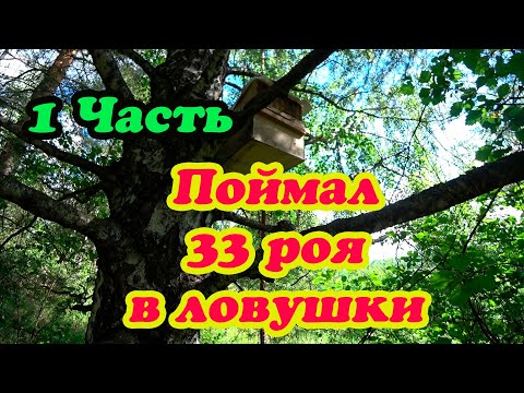 Видео: ПРОВЕРКА ЛОВУШЕК НА БРОДЯЧИХ РОЁВ, РЕЗУЛЬТАТ ПРОСТО РАДУЕТ.  1 Часть