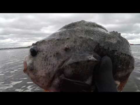 Видео: ПОНЫРЯЛИ В КОЛЬСКОМ / ВСКРЫЛ НИВУ-) / DIVE IN THE KOLA / OPENED THE FIELD-)