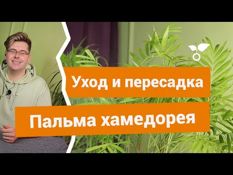 Видео: Хамедорея — как ухаживать, пересаживать и спасти, если болеет?