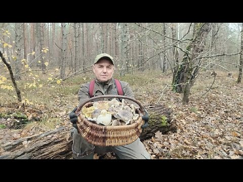 Видео: ПОХІД ЗА ГРИБАМИ,,,МОГИЛА СЕРЕД ЛІСУ,,,6 ЛИСТОПАДА 2025Р,,,РІВНЕНСЬКА ОБЛ