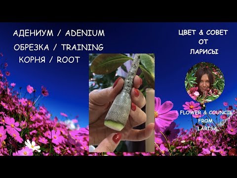 Видео: АДЕНИУМ ОБРЕЗКА КОРНЯ И СТВОЛА /  ADENIUM ROOT PRUNING