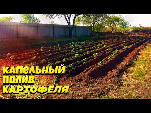 Видео: Капельное орошение картофеля | Собственными руками