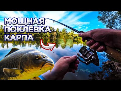 Видео: ПОКЛЁВКА Карпа ВАЛИТ Треногу! Рыбалка на фидер! Ловля карпа!