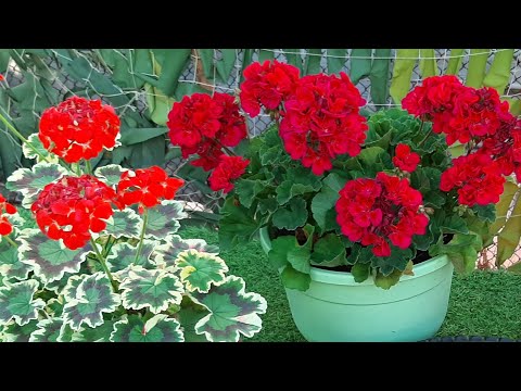 Видео: ПЕЛАРГОНИЮ (ГЕРАНЬ) размножаю черенками, подкормка и пересадка черенков