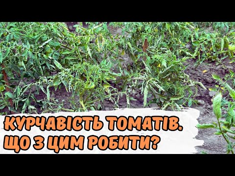 Видео: Курчавість томатів  Що з цим робити?