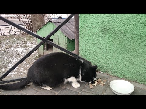 Видео: Еду из села в район кормить котика, который живёт на улице 😭