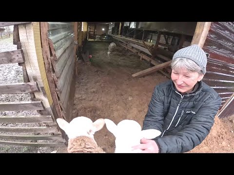 Видео: Потери в хозяйстве ! Мама уезжает ! Овчарня готова ! ХУТОР В ЛЕСУ №873