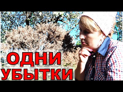 Видео: Убытки в саду- огороде в 2024году. Горевать некогда, будем пилить и сажать снова