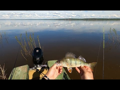 Видео: Рыбалка На Енисее,рыбы просто тьма..