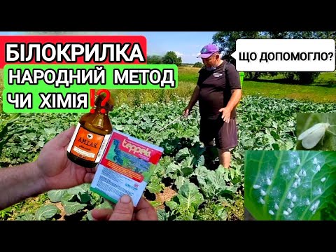Видео: Що нам допомогло від Білокрилки на капусті. Народні методи чи хімічні препарати ⁉️