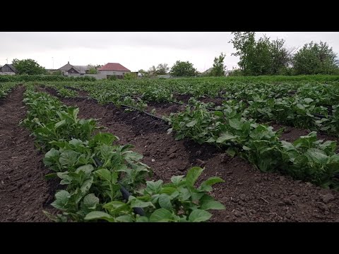 Видео: капельный полив под кортофель....