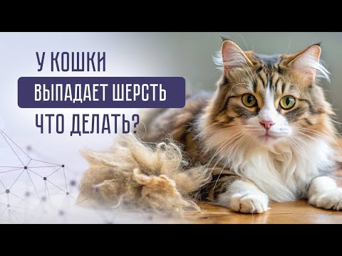 Видео: Сезонная линька или алопеция? Как помочь кошке, если выпадает шерсть?