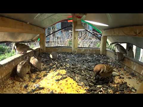 Видео: Воробушки в коро́бушке!